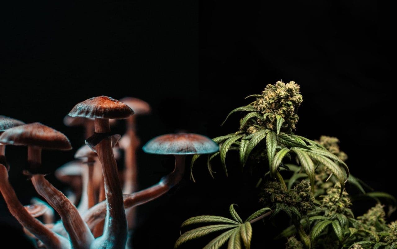 Psilocybin and THC