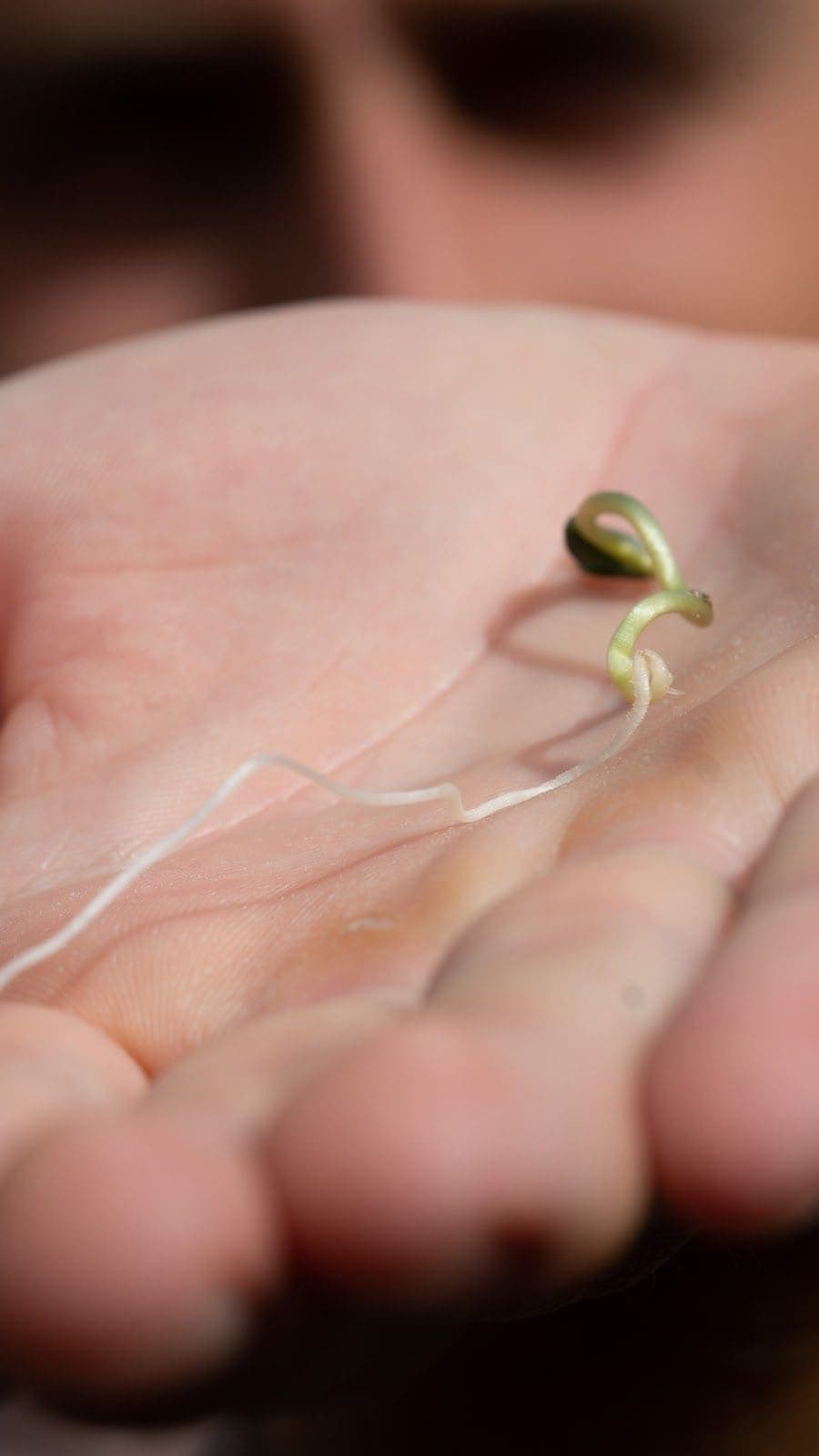 germinating seed in a palm