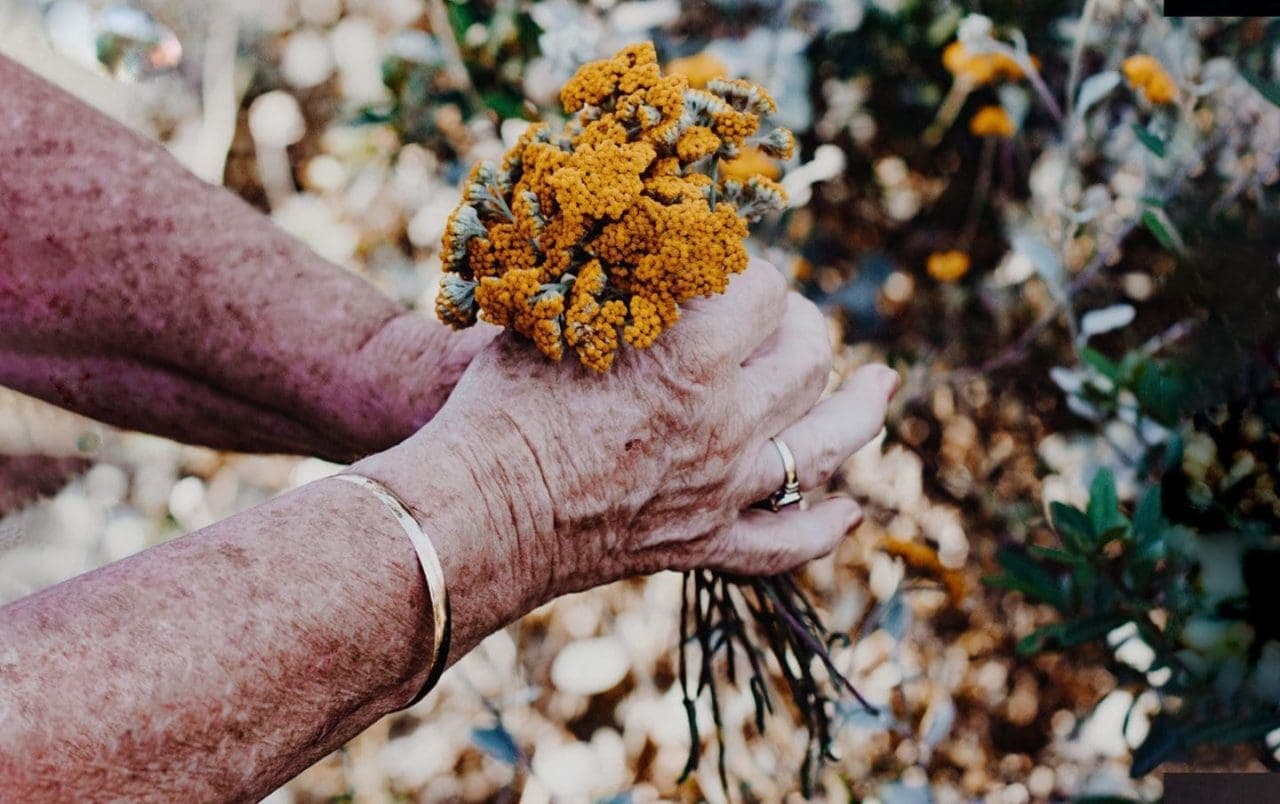 How cannabis can be used for parkinsons